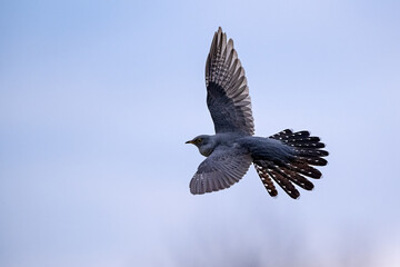 Common cuckoo flying in the sky
