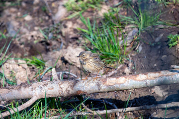 Meadow pipit perched on a branch on the ground.
