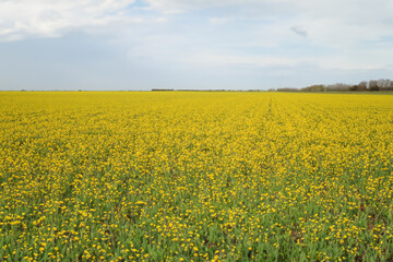 Fototapeta premium dill field. large yellow dill field against blue sky, close up nature concept