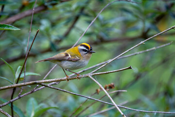 Common firecrest  perched on a branch.