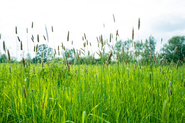 Low level view of lush long grass in a farm meadows during early summer. Longer storks of seed...