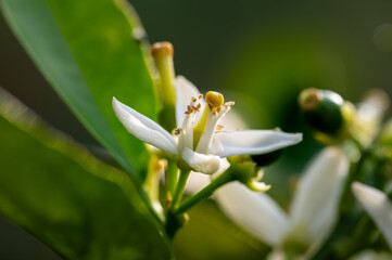 Detail of orange blossoms. Sustainable agriculture.