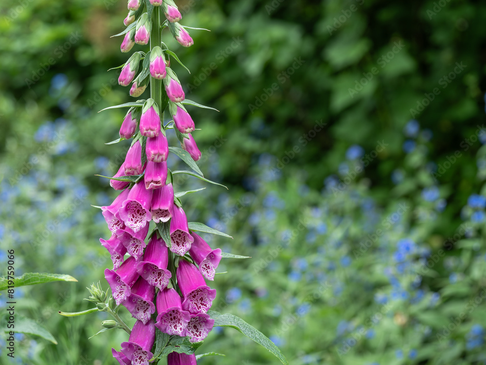 Sticker pink foxglove flower in bloom