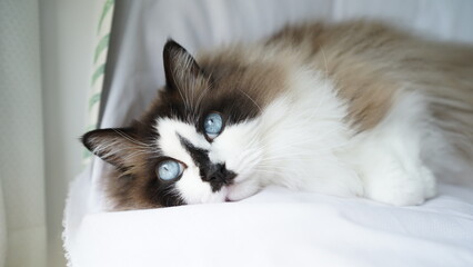 寝ながら上を見る猫