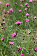 Group of Carthusian pink flowers (Dianthus carthusianorum). Species of wild carnations.