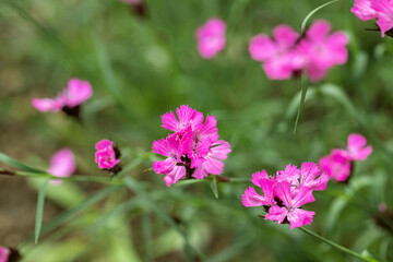 Detail of Carthusian pink flowers (Dianthus carthusianorum). Species of wild carnations.