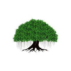 Banyan Tree vector illustration isolated on white background