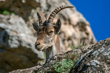  Macho de cabra hisp&aacute;nica pirenaica en la cima, en el parque natural de Cazorla, Segura y Las Villas.