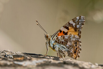 Mariposa Cardera, en el parque natural de Cazorla, Segura y Las Villas.