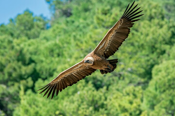Buitre leonado en vuelo, en el parque natural de Cazorla, Segura y Las Villas.