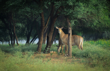 deer in the woods