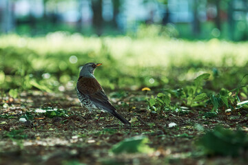 Fieldfare on the grass