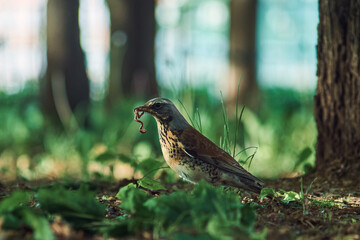 Fieldfare with worm on the grass