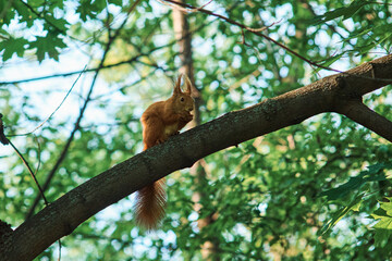 squirrel on tree