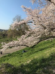 背割堤