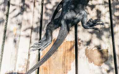 Marine iguanas in the Galapagos Islands