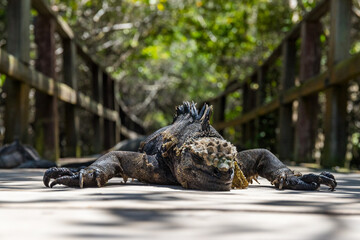 Marine iguanas in the Galapagos Islands