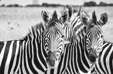 Fototapeta premium Grayscale shot of zebras in savannah