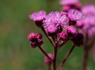 Closeup of a purple bartlettina sordida