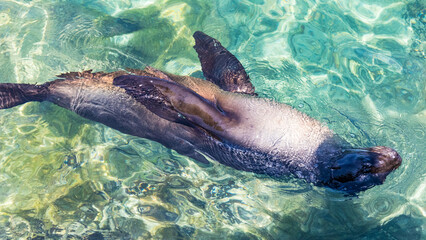 Obraz premium Sea lions in the Galapagos islands