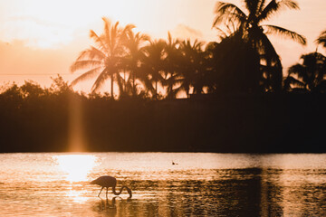 Flamigos in the Galapagos islands