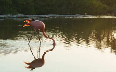 Flamigos in the Galapagos islands