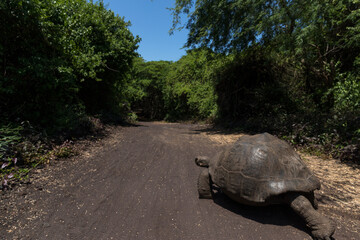 Galapagos tortoise in the Galapagos islands