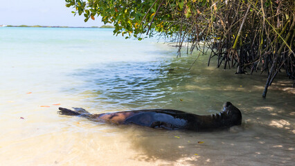 Sea lions in the Galapagos islands
