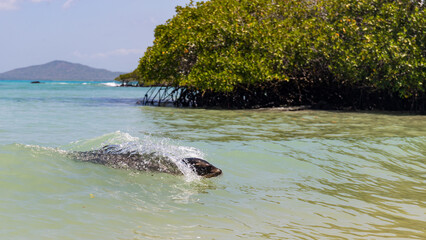 Sea lions in the Galapagos islands