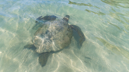 Sea turtles in the Galapagos islands