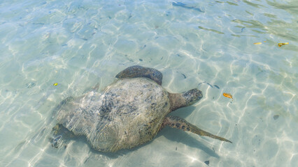 Sea turtles in the Galapagos islands