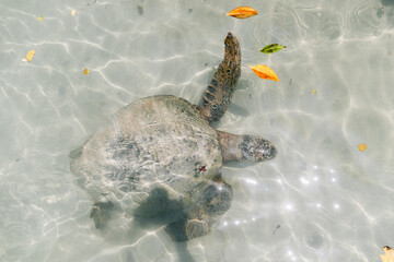 Sea turtles in the Galapagos islands
