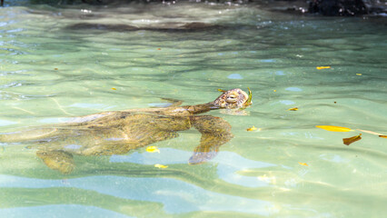 Sea turtles in the Galapagos islands