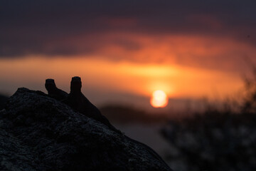 Marine iguanas in the Galapagos Islands
