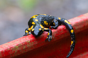 Close-up with a Salamandra salamandra