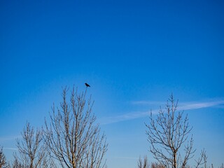 Low angle shot of bare trees with a bird perched on a branch under a blue sky