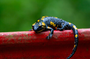 Close-up with a female Salamandra salamander