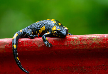 Close-up of a Salamandra salamandra sitting on a red fence