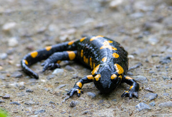 Close-up of a Salamandra salamandra on the ground