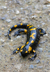 Close-up of a Salamandra salamandra on the ground