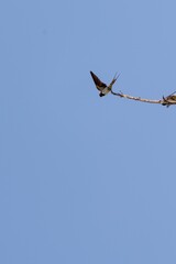 Rondoni pronti per prendere il volo