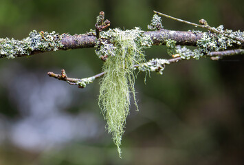 Close-up of Usnea lichen on a rotten branch