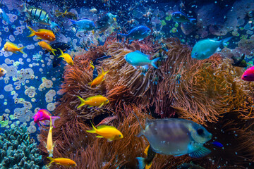 Tropical fishes in blue water with coral reef