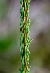 Close-up with a right spruce twig