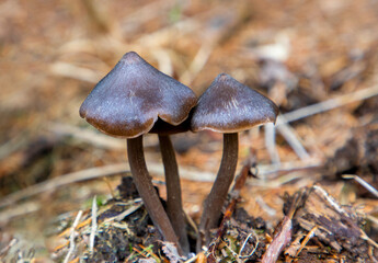 Close-up with a group of Entoloma vernum mushrooms growing on the ground