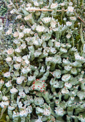 Close-up with many Cladonia digitata lichens
