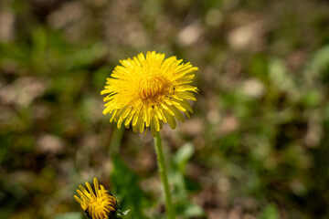 Single yellow dandelion flower bloom in the green field at spring