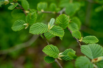 Fresh green leaves of alder tree