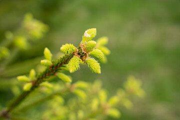 Fresh green spruce needles in spring