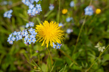 Single yellow dandelion flower bloom in the green field at spring